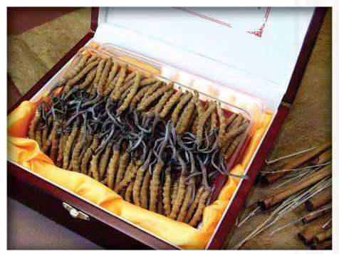 长丰镇冬虫夏草回收